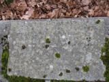 image of grave number 926607